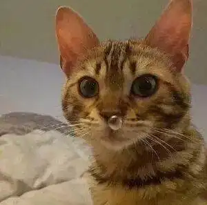 小猫卖萌表情包可爱小猫