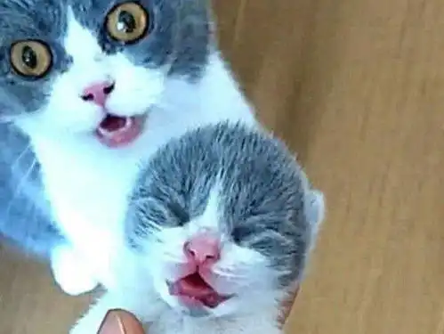 趁猫妈不在,主人顺走了小奶猫,猫妈见状,表情亮了