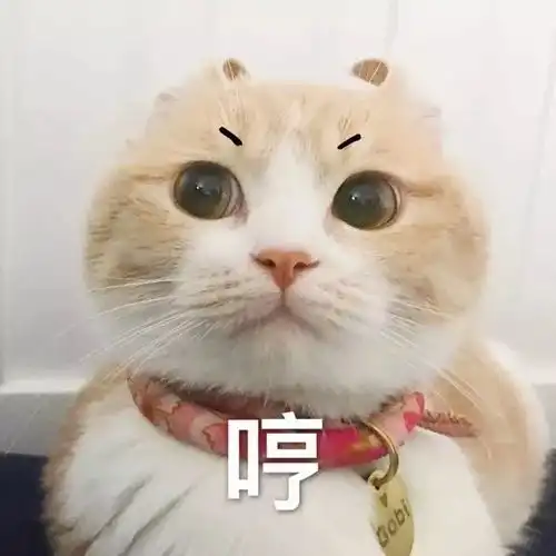 分享一组特别喜欢的猫咪表情包