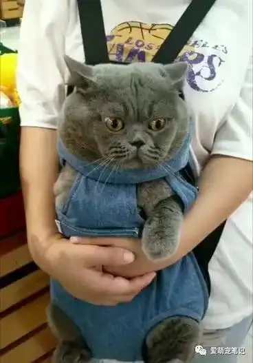 主人带蓝猫逛超市,吓得它jiojio都不敢从兜里拿出来,神情好可爱