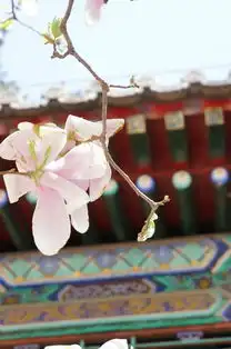 赏古玉兰潭柘寺二乔玉兰花节