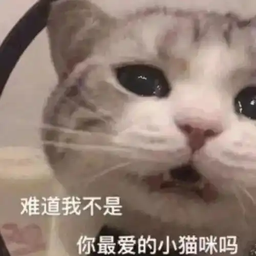 一些奇奇怪怪的猫猫表情包集合6