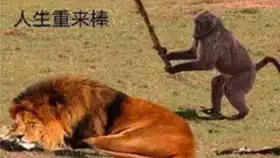 创造与魔法11礼包出灵狐,我真的很非手动滑稽