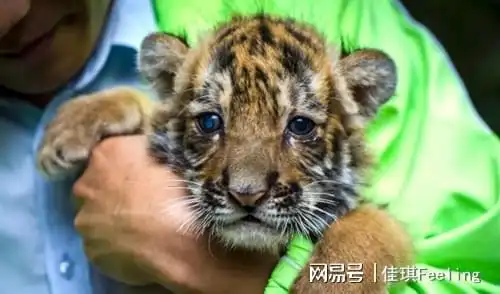 山东男子捡虎仔,养大后上交动物园,5年后重逢老虎激动哀嚎