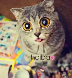 睁大眼睛吐出舌头,可爱小猫就是爱卖萌,一起跟随摄影师alinaesther的镜头走进顽皮猫咪的异想世界吧