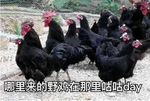 一只鸡的表情包绿壳蛋鸡