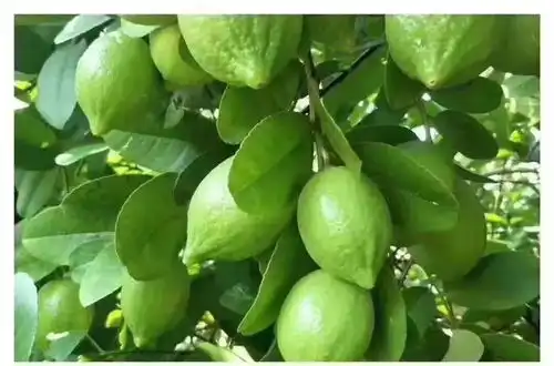 香水柠檬价格上涨还能实现果茶自由吗