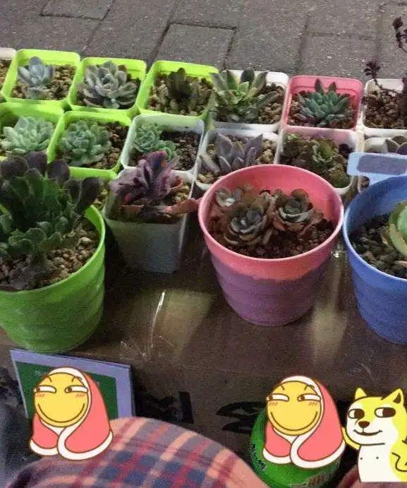 在重庆摆地摊卖多肉的日子图片