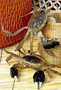七里海河蟹救驾