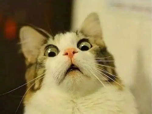 为什么你家猫咪总喜欢盯着你看