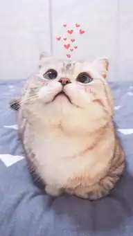 请问这个猫是什么品种啊
