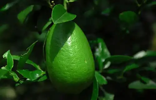 黑糖之后的年度爆款,我赌香水柠檬