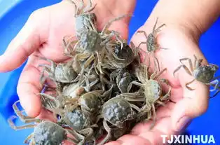 七里海河蟹优质蟹苗将唱主角