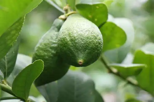 产业兴农看大理一颗巍山香水柠檬的n种可能