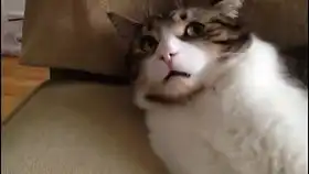三团表情包什么动物搞笑