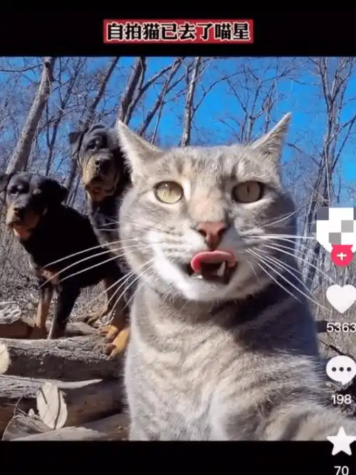 什么我的表情包猫猫去世了