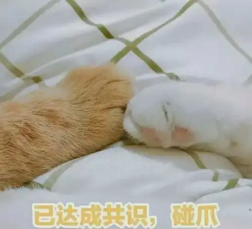 小猫卖萌表情包看破红尘
