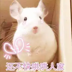 小仙女专用表情包我还是不是你的小可爱了