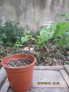 收到花老的三苗,一路顺风报平安藏花阁家庭园艺论坛powereddiscuz