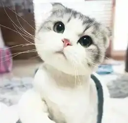这只猫的各种表情谁有萌萌的小猫图片很想要