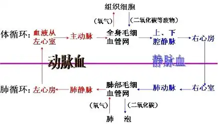 如图.是人体呼吸的全过程和血液循环过程的示意图.根据图示回答下列问题内填图中所出示的字母或数字.横线上填相应的生物学术语1图中代表肺泡.