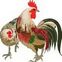 2019微信头像大公鸡卡通大公鸡头像