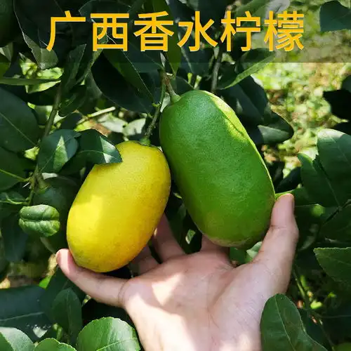 柠檬新鲜清香无籽香水柠檬四季青柠檬片泡水奶茶整箱批发现摘现发