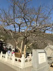 潭柘寺等待玉兰花开