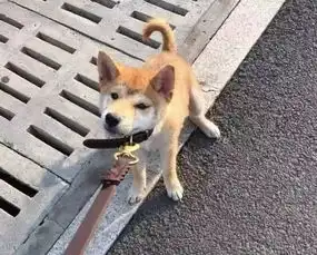 三团表情包什么动物任你