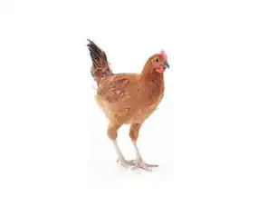 小公鸡宰杀好