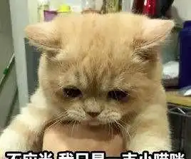 网友躺在床上玩手机,让猫咪帮忙扶着,橘猫我为这个家付出太多