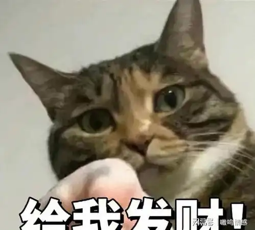 猫咪这几个特征,说明是旺家猫,错不了