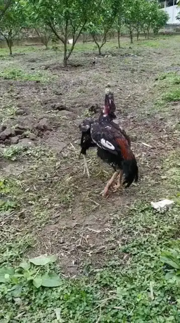 这斗鸡也看不出哪一只比较厉害啊