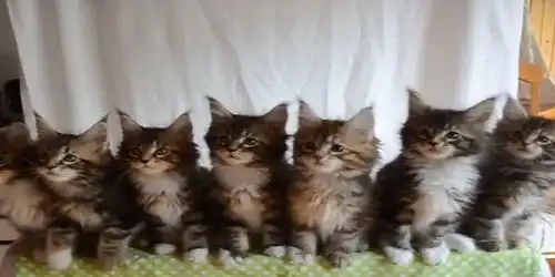 猫咪点头表情包gif动图完整版下载猫咪点头表情包抖音gif动图合集19游戏网