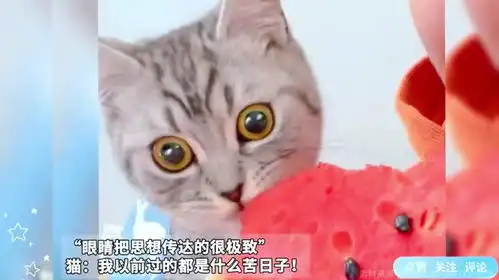 主人吃瓜瓤猫咪吃瓜皮,当猫突然吃到瓜瓢后表情亮了