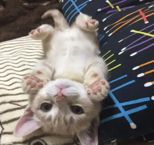 小猫卖萌表情包曼基康猫
