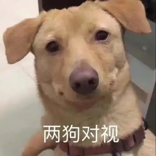 敲可爱表情包不到饭点,莫叫我