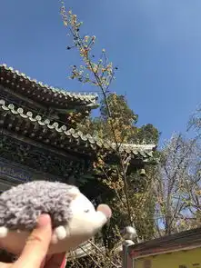 潭柘寺等待玉兰花开