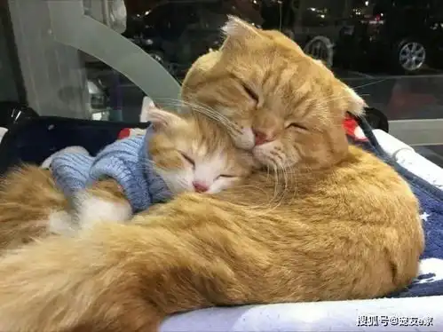听懂了吗猫咪正在这样跟你说话