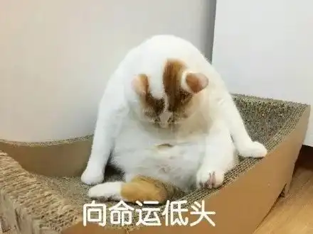潮图表情包心宽体胖,脸大如碗