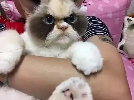 新的不爽猫出现了,这一只猫更加不爽