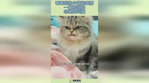 看看我家小猫的表情,一直凶凶的,非常的可爱