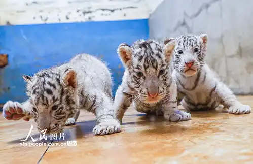 可爱老虎图片大全超萌