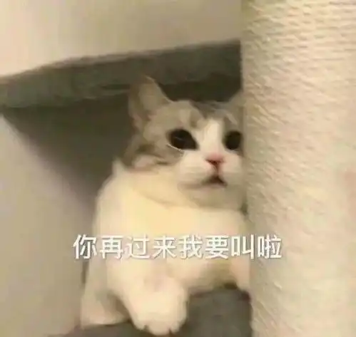 可爱小猫咪表情包你要讲理还是要我