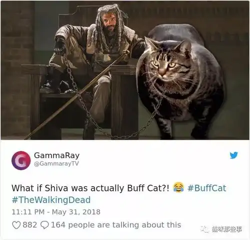作为一只猫,你能胖成这样也真的是奇迹了