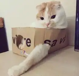 网友家的猫特别喜欢纸盒,只要见了纸盒表情就像吸了毒药...