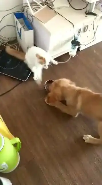 猫咪和狗狗抢食,接下来的事太逗了,网友九阴白骨爪没白练