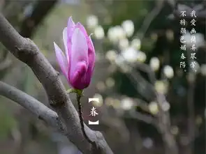 三月探春市民悠游花海中的福州