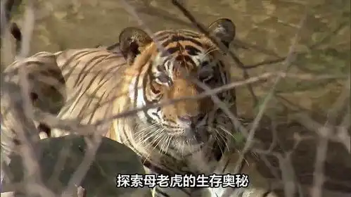 母老虎来打劫公老虎,都使出了美虎计了