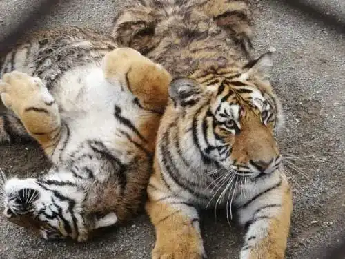 20张证明狮子老虎只是比较大的猫猫的萌照